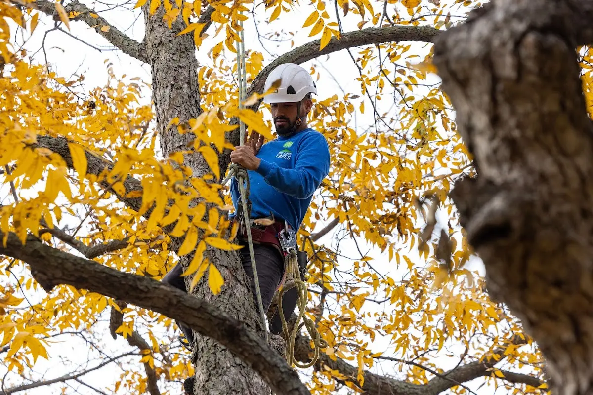 Skilled Tree Transplanting crew working in Eastview