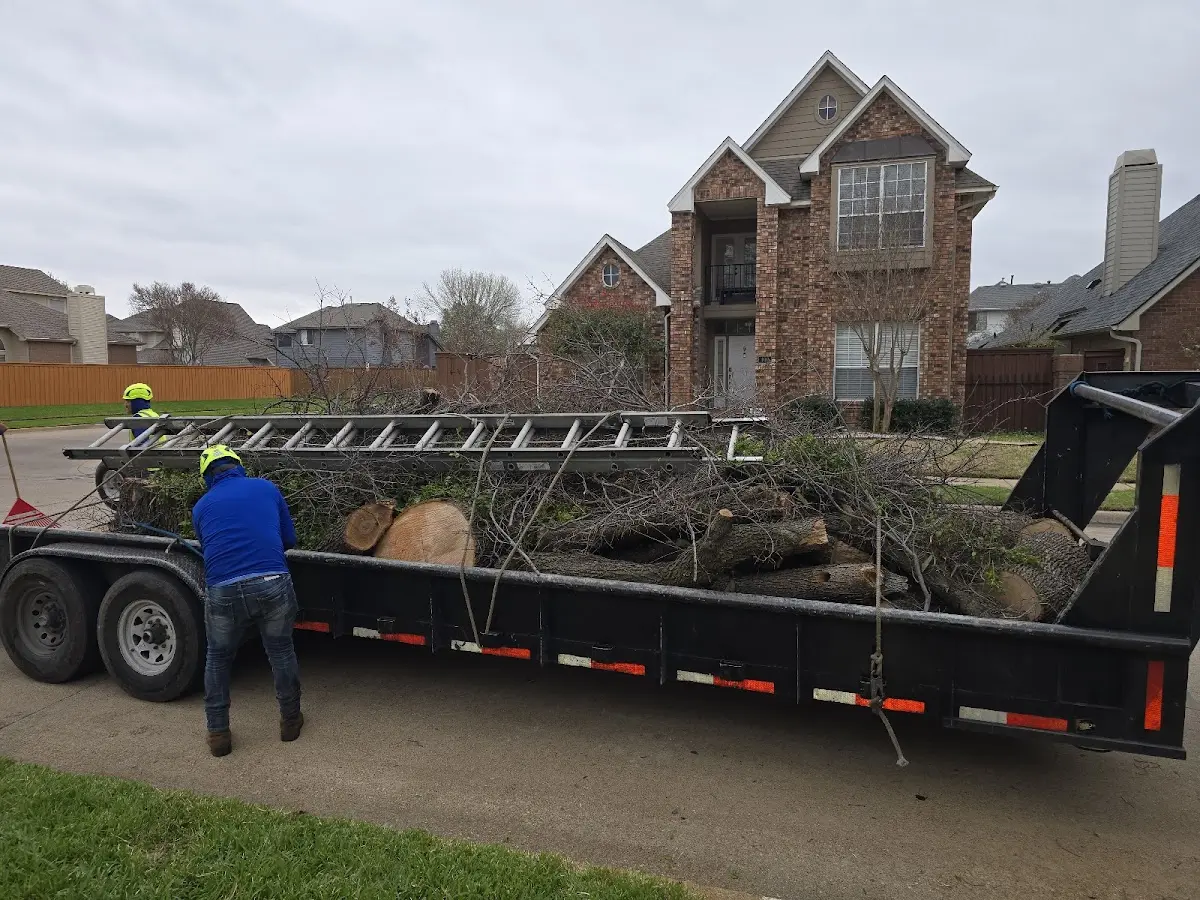 Expert Tree Removal with proper safety equipment in Eastview